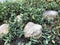 Four stones lying in the grass by the lake Â 